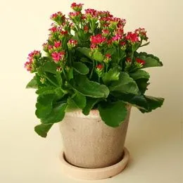 Каланхоє Blossfeldiana фото