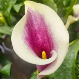 Кала Purple Beat фото
