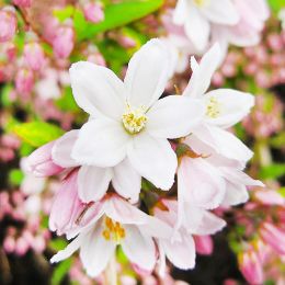 Дейція Kalmiiflora фото
