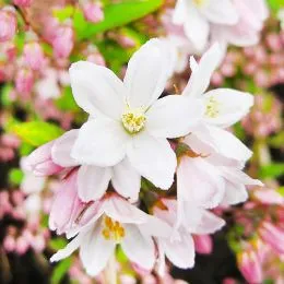 Дейція Kalmiiflora фото