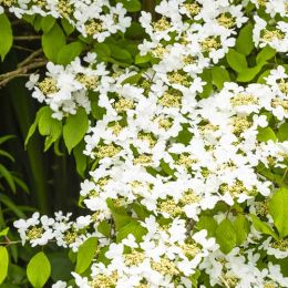 Калина Summer Snowflake фото