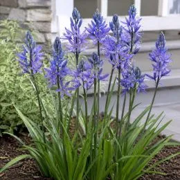 Камасія Quamash Blue Melody фото