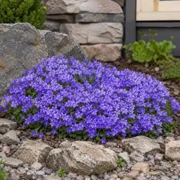 Кампанула Portenschlagiana фото