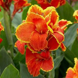 Канна Golden Flame фото