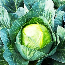 Капуста білоголова До весни фото