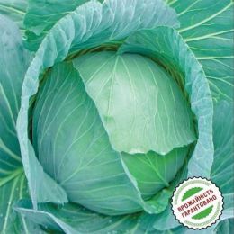 Капуста білоголова Респект F1, 0,25 кг (Satimex) фото