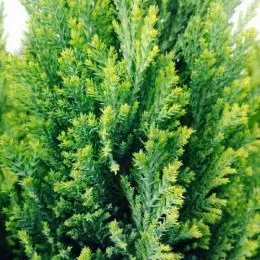 Кипарисовик Ellwood's Gold фото
