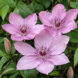 Клематіс Hagley Hybrids фото