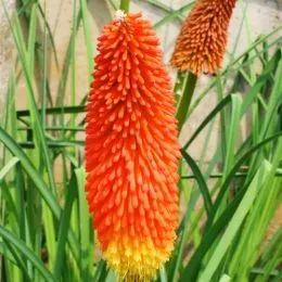 Кніфофія Uvaria Grandiflora фото
