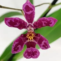 Орхідея Wilsonara Kolibri фото