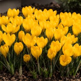 Крокус Golden Yellow фото