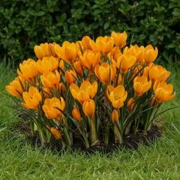 Крокус Orange Monarch фото