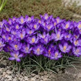 Крокус Whitewell Purple фото