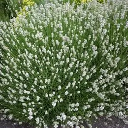 Лаванда Angustifolia Біла фото
