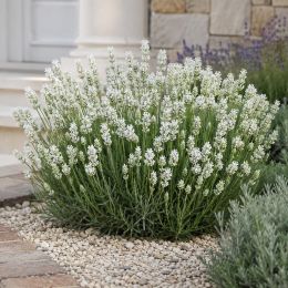 Лаванда Hidcote White фото