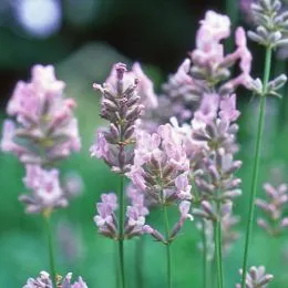 Лаванда Loddon Pink фото