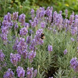 Лаванда Phenomenal фото