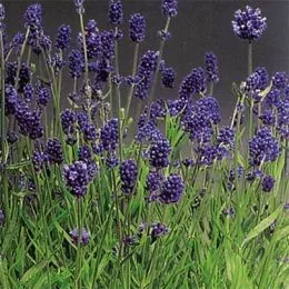 Лаванда Lavance Purple фото