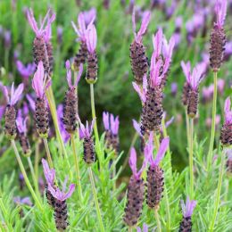 Лаванда Stoechas (Стехадська) фото