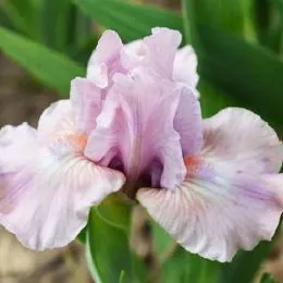 Ірис Pumila Lila Rosa фото