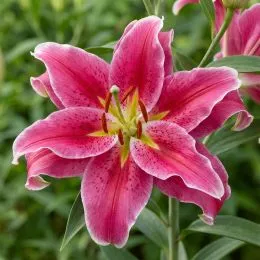 Лілія Grand Amour 22/24 фото