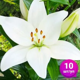 Лілія Kent 10 шт/уп фото