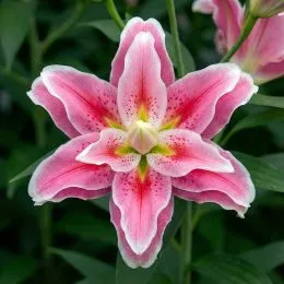 Лілія Lotus Elegance 12/14 (Махрова квітка) фото