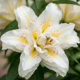 Лілія Roselily Sita фото
