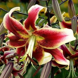 Подарунок! Лілія Scheherazade фото