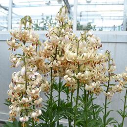 Лілія Martagon Albiflorum фото
