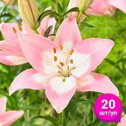 Лілія Njoyz (Економ-упаковка 20 шт) фото