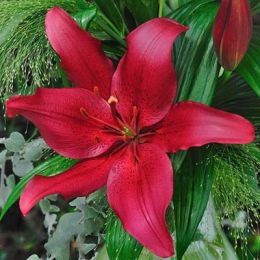 Лілія Serengeti фото
