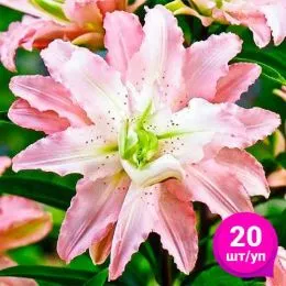 Лілія Soft Music (Економ-упаковка 20 шт) фото