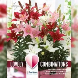 Лілія Dwarf Red, White and Pink (Брендові цибулини KAPITEYN®) фото