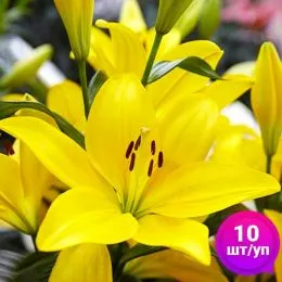 Лілії El Divo (Економ-упаковка 10 шт) фото