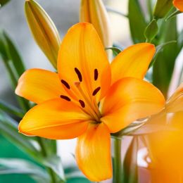 Лілія Herenica фото