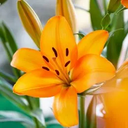 Лілія Herenica фото