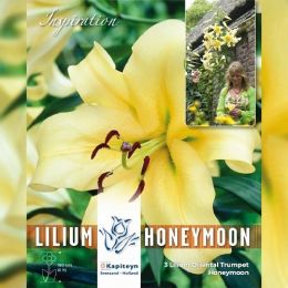 Лілія Honeymoon (Брендові цибулини KAPITEYN®) фото