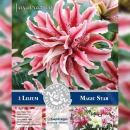 Лілія Magic Star (Брендові цибулини KAPITEYN®) фото