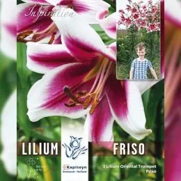 Лілія OT Friso (Брендові цибулини KAPITEYN®) фото