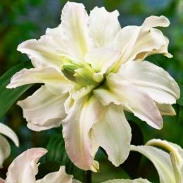 Лілія Twinkling Star фото