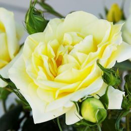 Троянда Limona фото