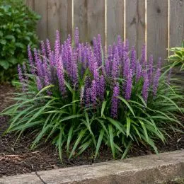 Ліріопе мускарі Royal Purple фото