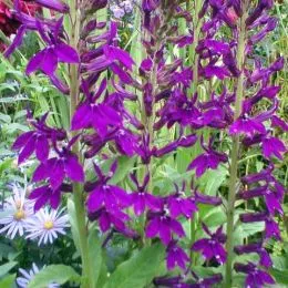 Лобелія Hadspen Purple фото