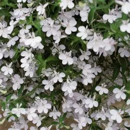 Лобелія Hot White фото