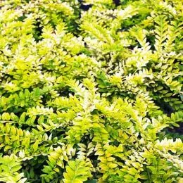 Жимолость блискуча Golden Glow фото