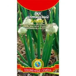 Цибуля алтайська Альвес фото