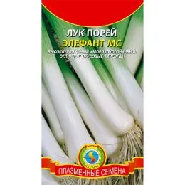 Цибуля порей Елефант фото