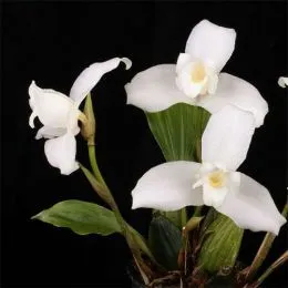 Орхідея Lycaste фото