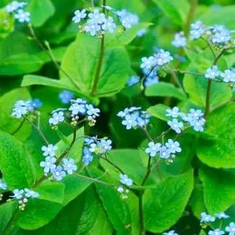 Бруннера Macrophylla фото